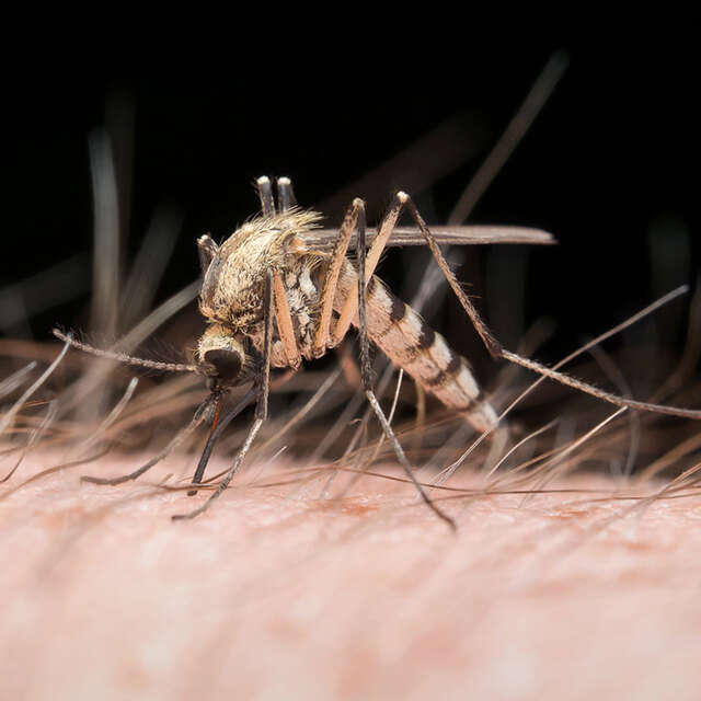 Photographing a mosquito