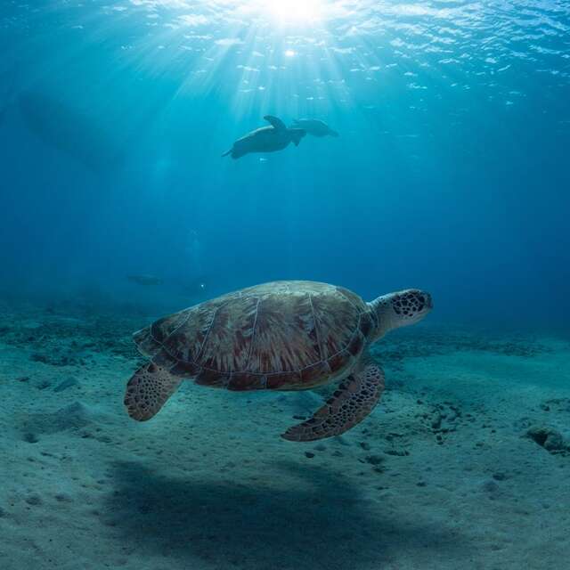  Curaçao, Niederländische Antillen 