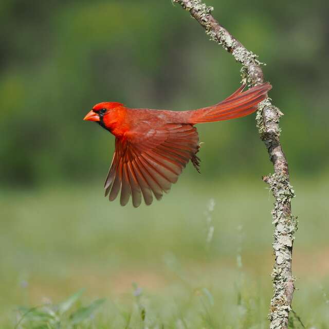 cardinal 2