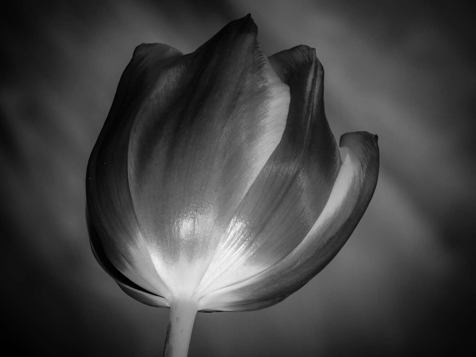 10 TIPS FOR FANTASTIC FLOWER PHOTOGRAPHY | OM SYSTEM