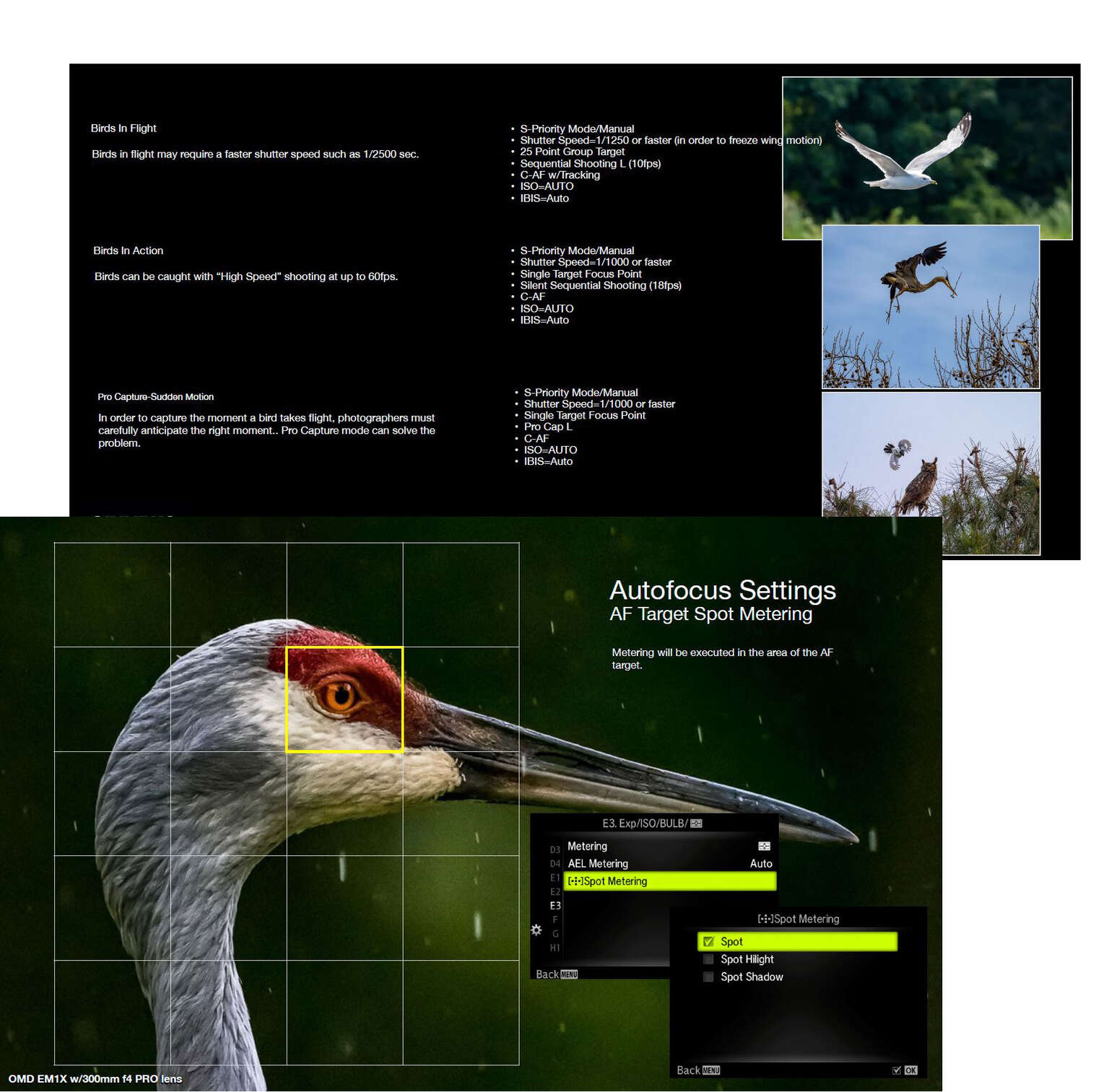 15 Bird Photography Basics OM SYSTEM