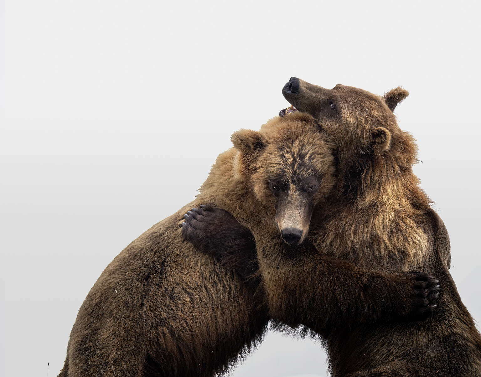 Capturing Bears: Behind the Lens | OM SYSTEM
