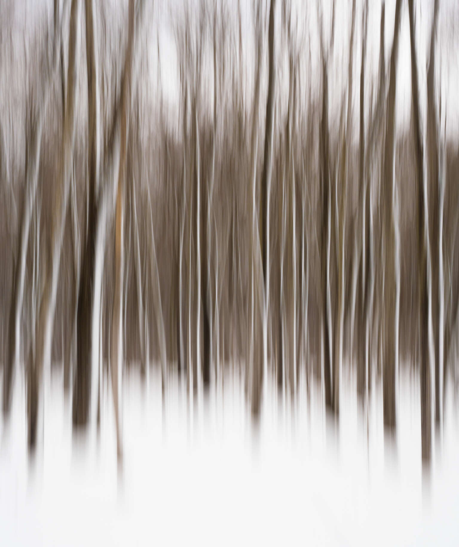 Natural Abstracts in Photography | OM SYSTEM