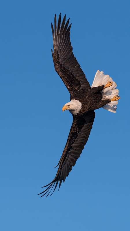 Eagle in flight 2