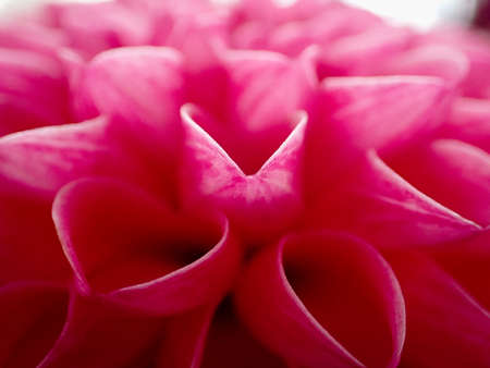 Pink close up