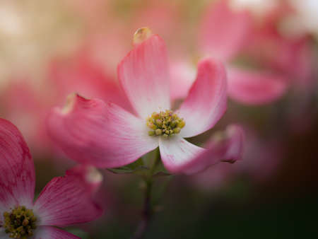 pink flower in focus