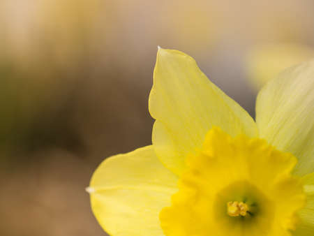Yellow flower in focus