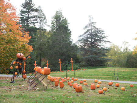 Pumpkin patch