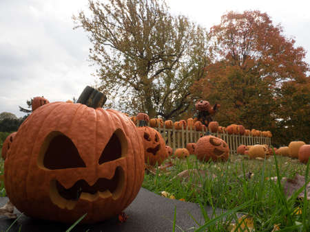 Pumpkin Composition