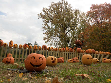 Pumpkin shot wide