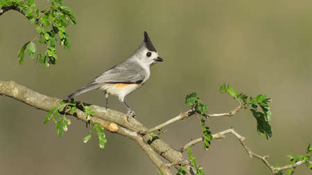 Black-Crested Titmouse