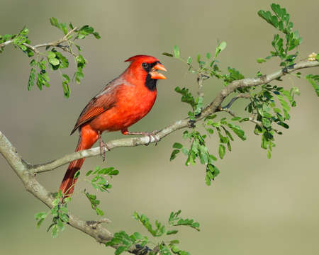 Northern Cardinal