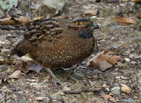 Spotted Wood Quail (High Res Mode Off)