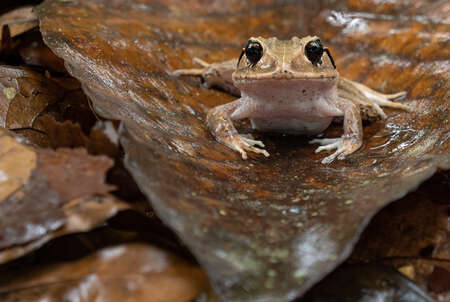 Broad-headed Litter Frog