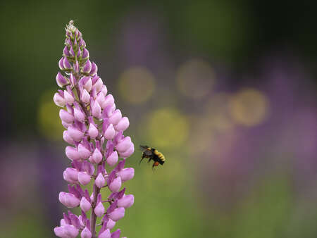 Bee in flight approaching flower