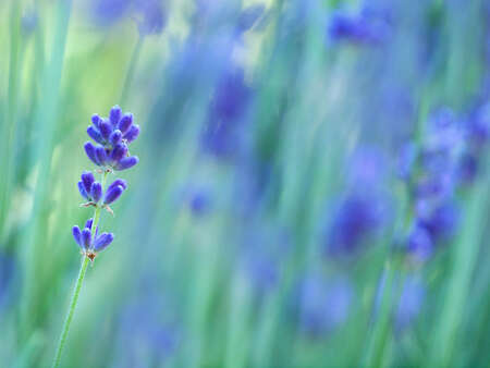 Lavender stem