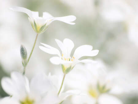 White flowers on white