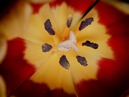 Focus Stacking flower