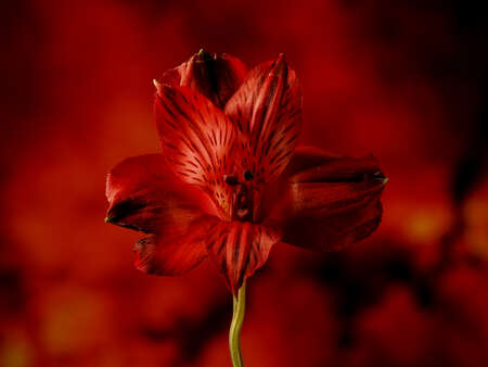 Red Flower