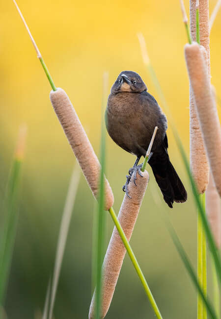 Great-tailed Grackle