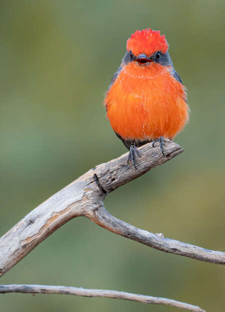 Vermillion Flycatcher