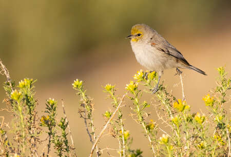 Verdin 