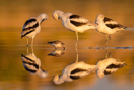 American Avocet