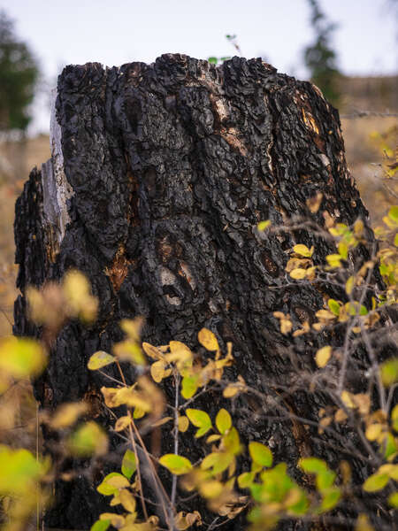 Okanagan Mountain Park