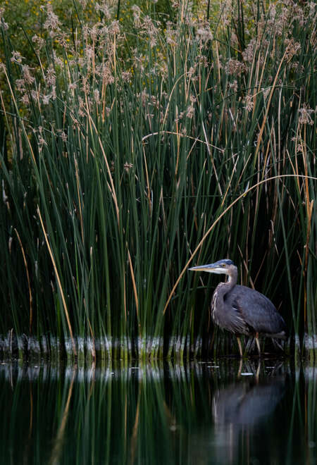 Great Blue Heron