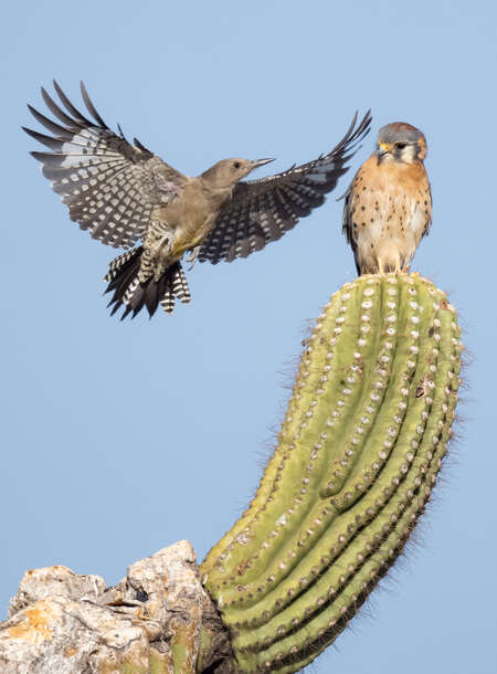  American Kestrel and the Gila Woodpecker