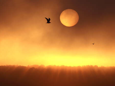 Bird on Sunset