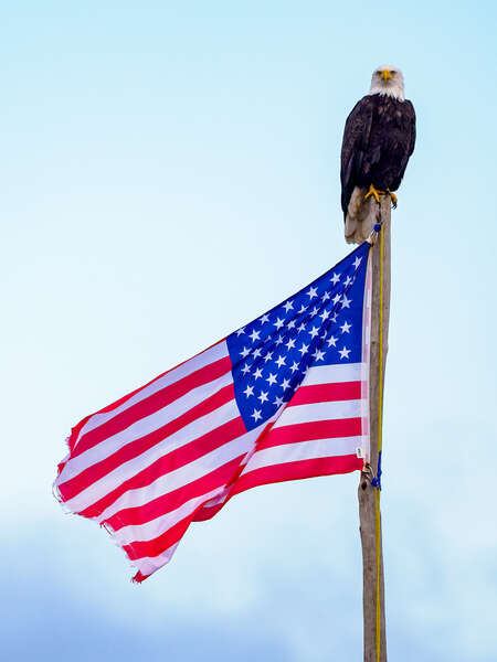 Eagle on Flag
