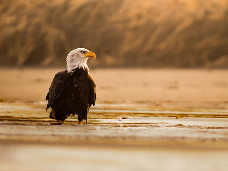 Bald Eagle on Beach