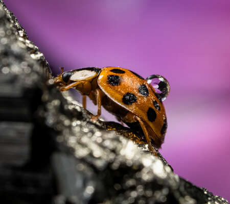Ladybug with Water Droplet