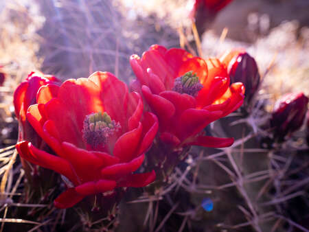 Desert Plant Life