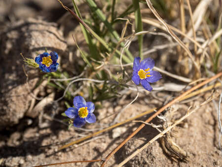 Flower in Desert
