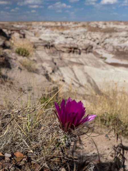 Flower in Desert