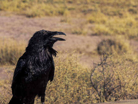 Crow in Desert