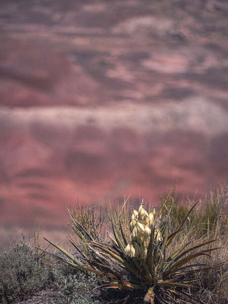 Desert Plant Life
