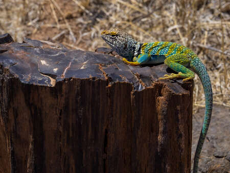 Lizard on Stump