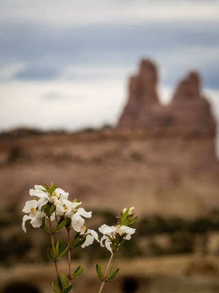 Flower in Desert