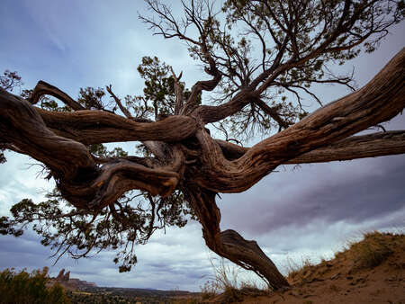 Twisted Tree