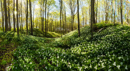 Trilliums 