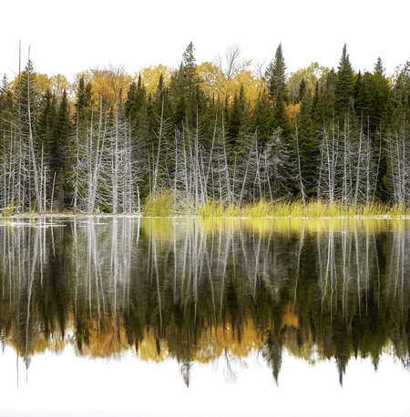 Autumn Trees