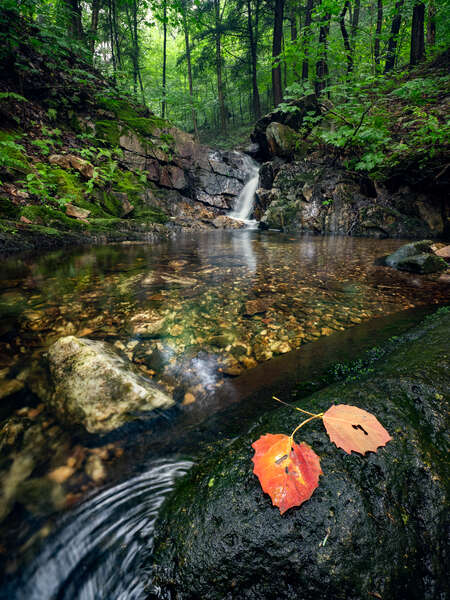 Forest Stream