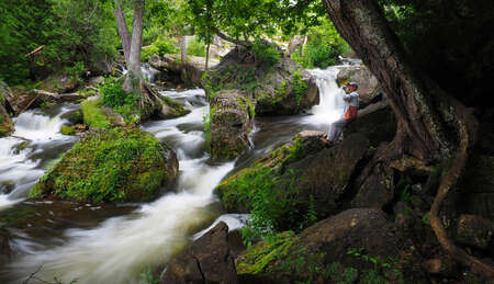 River in the Forest