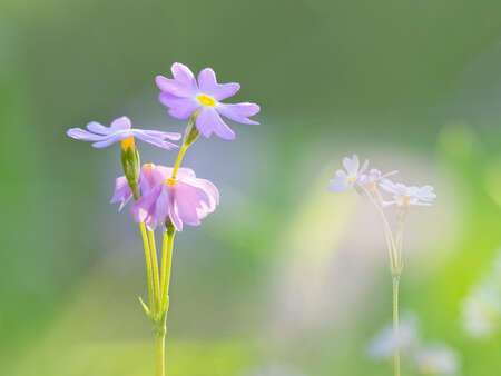 Violet Wildflowers