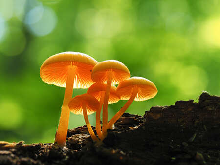 Orange Mushrooms