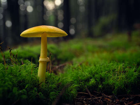 Yellow Mushroom