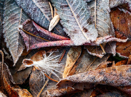 Frost Covered Leaves